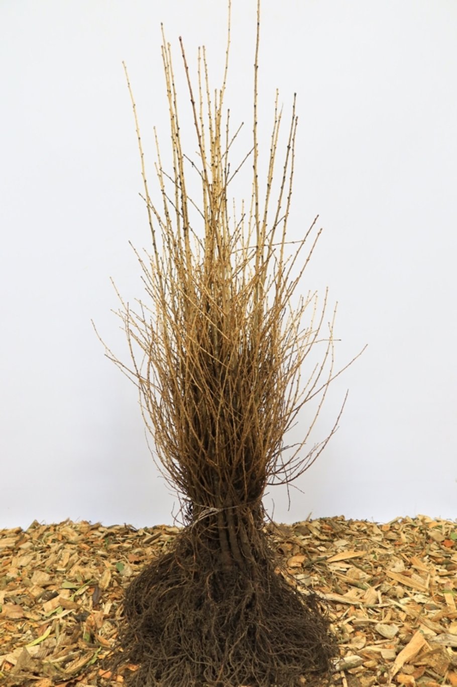 Larix decidua - 50-80 CM bare root 1/1